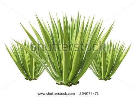 Utah agave clipart 20 free Cliparts | Download images on Clipground 2024