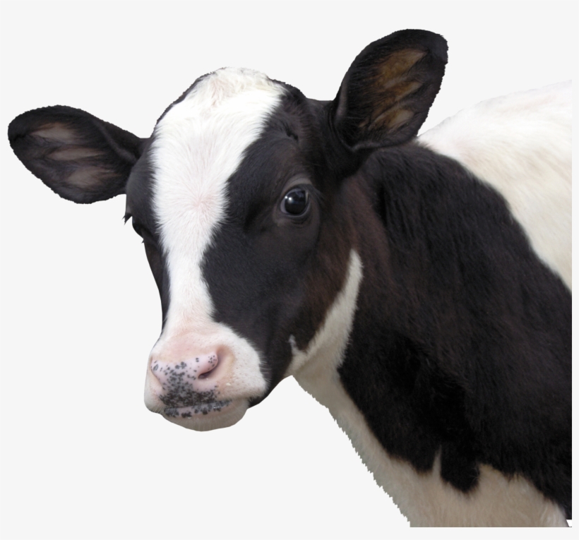 Cow Png Download.