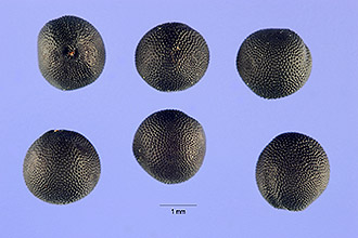 Plants Profile for Vaccaria hispanica (cow soapwort).