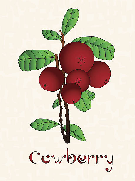 Download Vaccinium clipart 20 free Cliparts | Download images on Clipground 2021