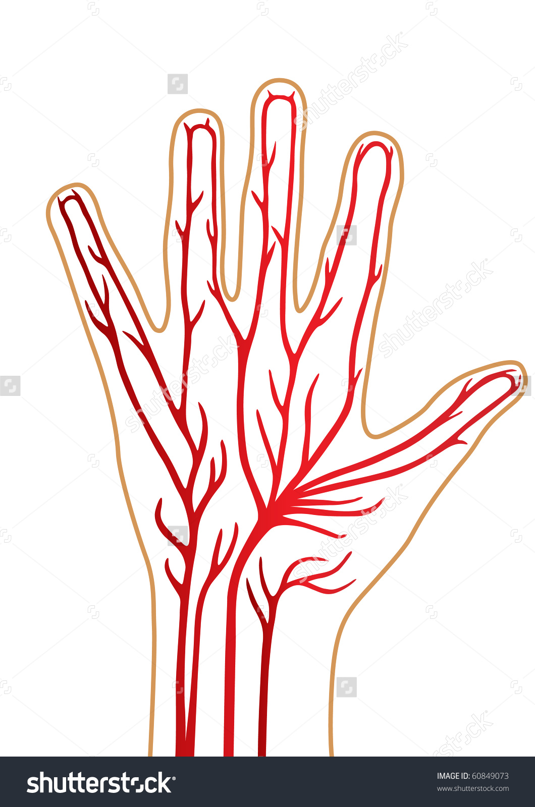 Vein clipart 20 free Cliparts | Download images on ... veins arteries capillaries diagram 