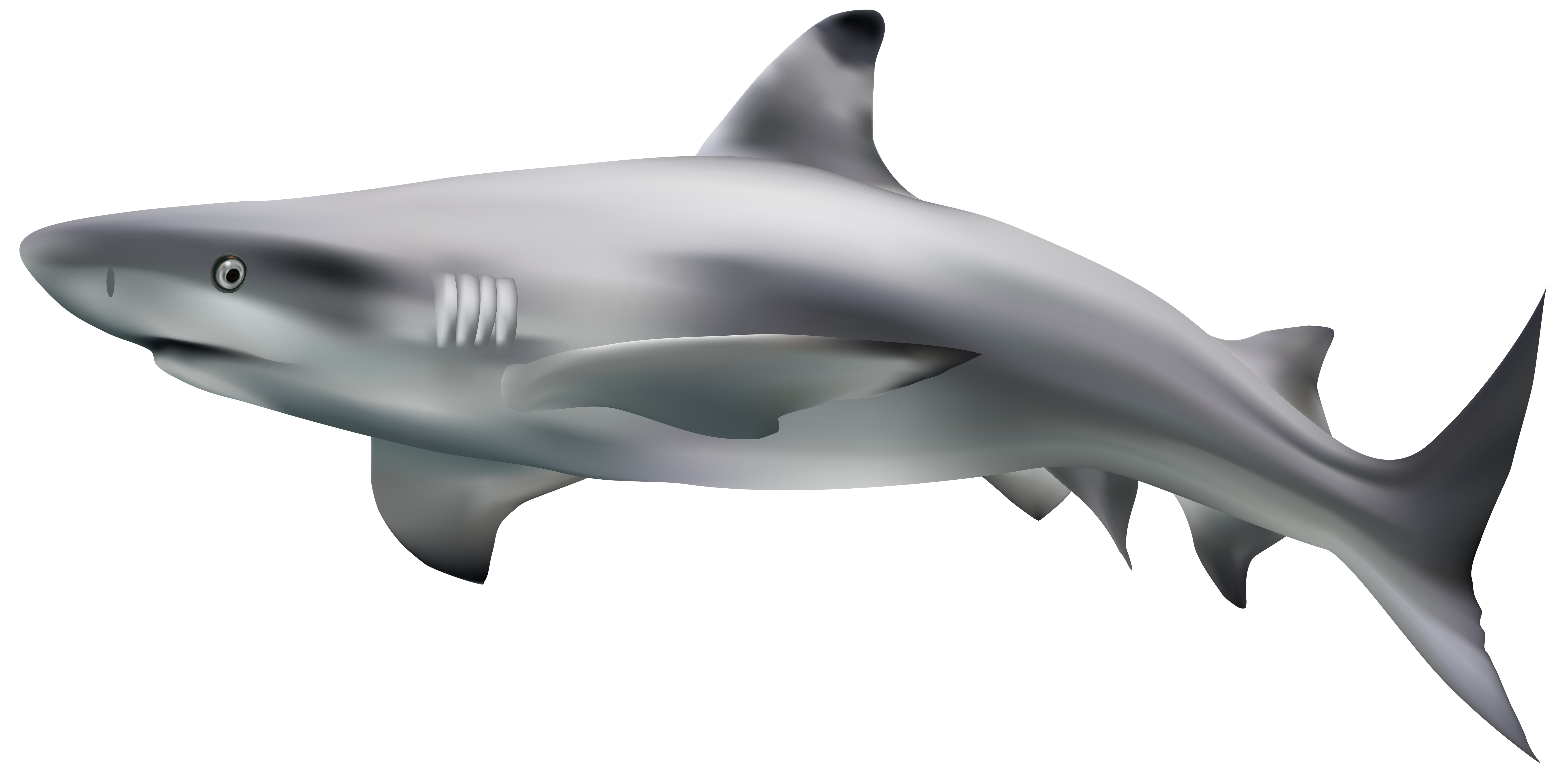 Valentine clipart shark, Valentine shark Transparent FREE.