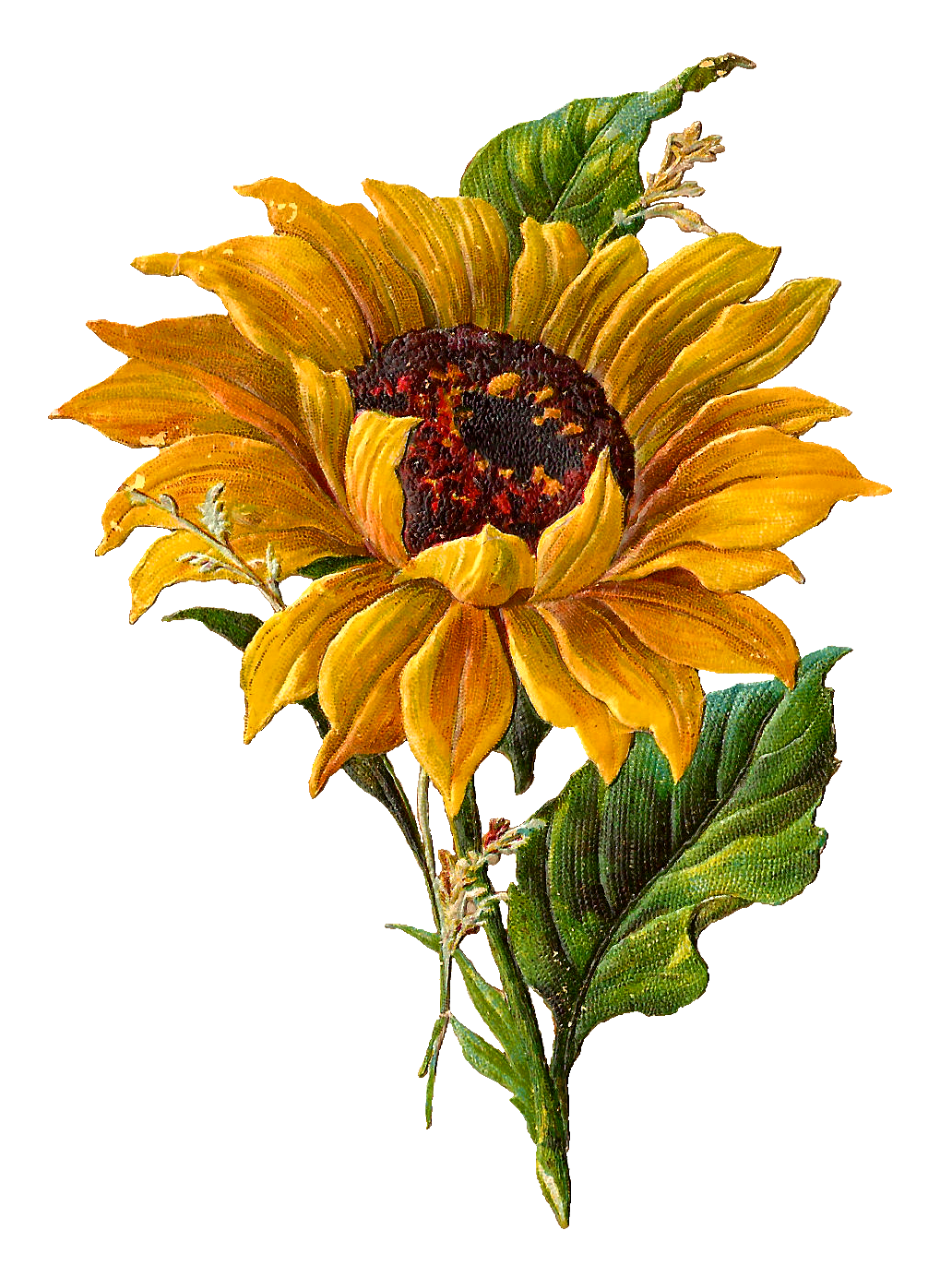 van gogh clipart sun flower 10 free Cliparts | Download images on