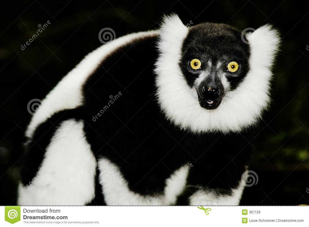 Ruffled Lemur (Varecia Variegata) Royalty Free Stock Images. Ruffled Lemur (Varecia Variegata) Royalty Free Stock Images.