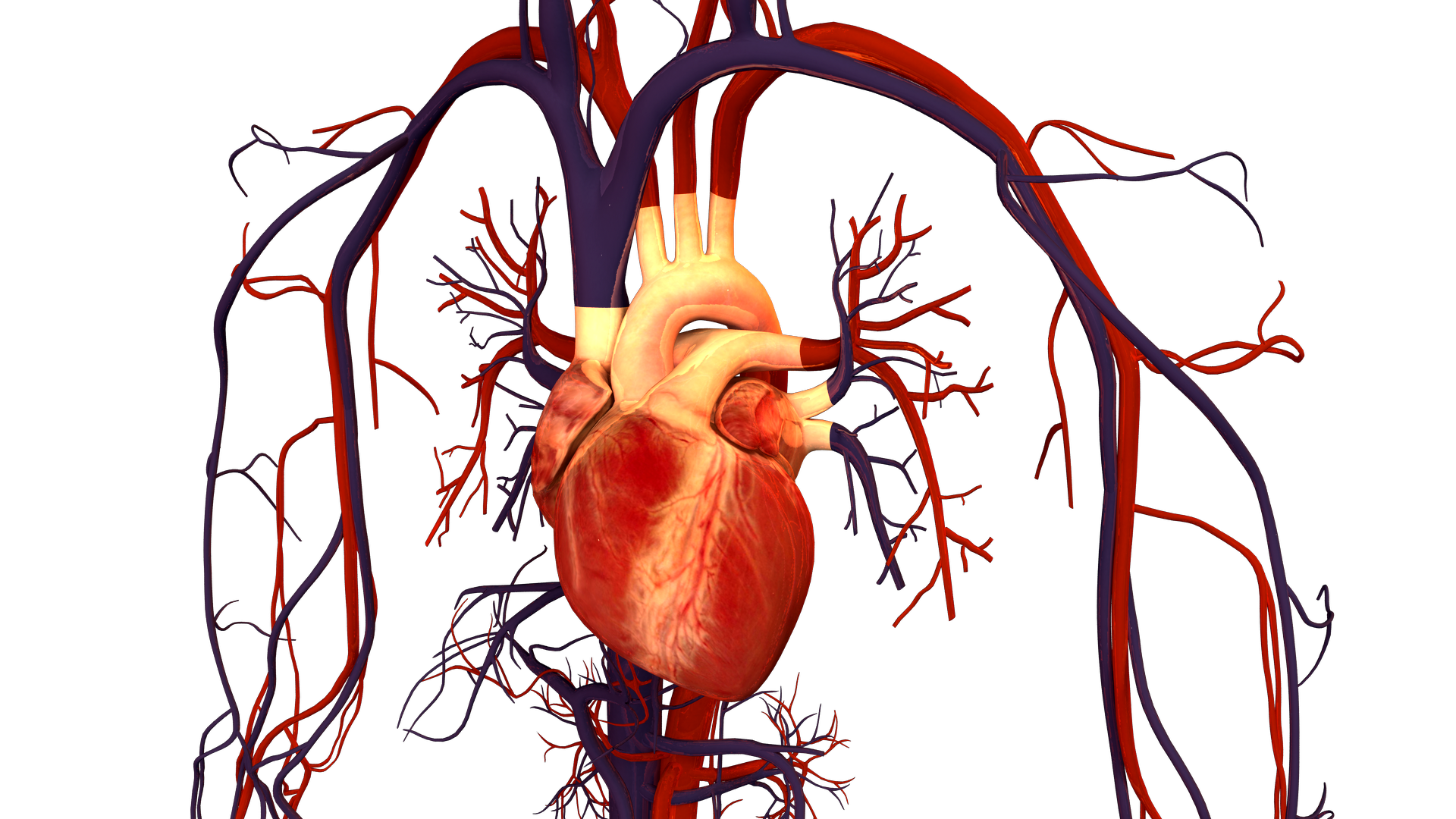 File:Human Heart and Circulatory System.png.