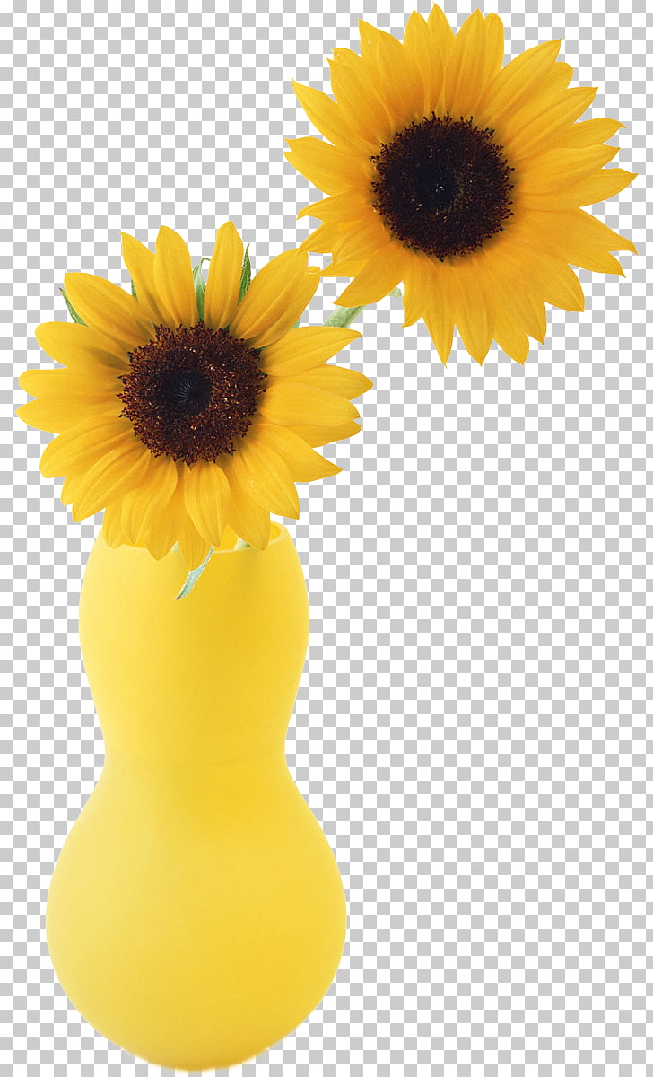 Two Cut Sunflowers Sunflower Student Movement Vase Common.