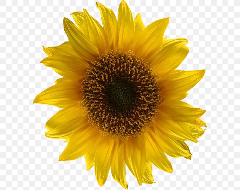 Download vector graphics sunflower clipart 10 free Cliparts ...
