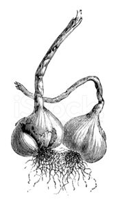 Garlic Illustration.