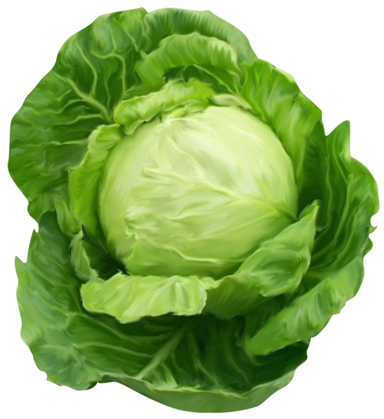 Cabbage Clipart Picture.