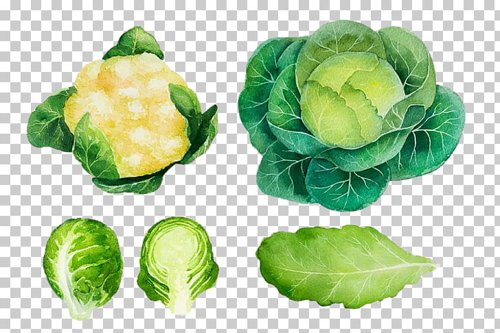 Brussels sprout Cabbage Vegetable Watercolor painting Logo.