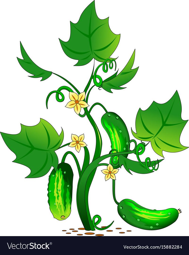 Cucumber in the garden Royalty Free Vector Image.