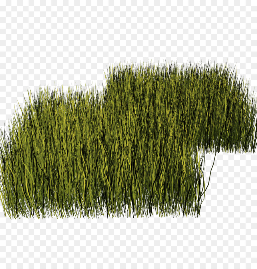 Lawn Vegetation Meadow Herbaceous Plant #510127.