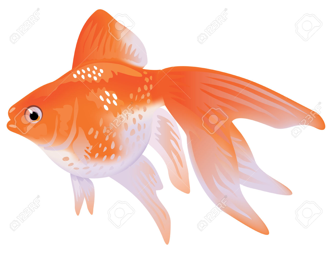 Aquarium Goldfish Veiltail. Royalty Free Cliparts, Vectors, And.