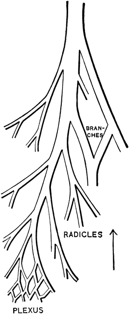 Formation of Large Veins.