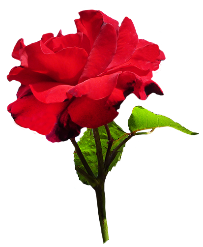 Rose Clipart.