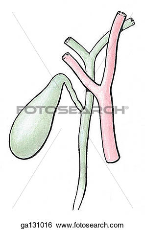 Stock Illustration of Simple drawing of anterior view of.