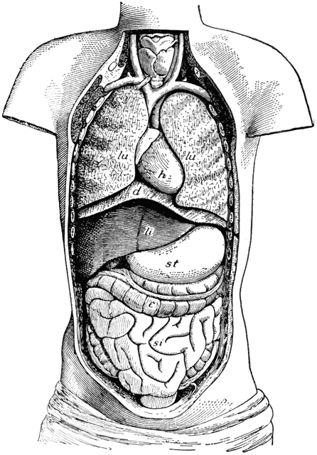 Ventral Cavity of the Body.
