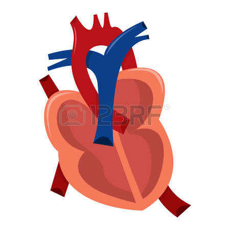 429 Left Ventricle Cliparts, Stock Vector And Royalty Free Left.