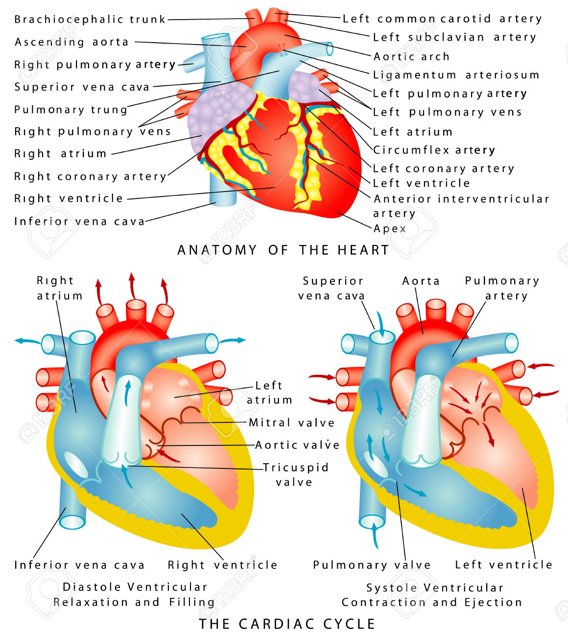 171 Ventricular Stock Illustrations, Cliparts And Royalty Free.