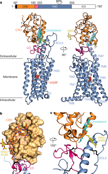 Structural basis of Smoothened regulation by its extracellular.