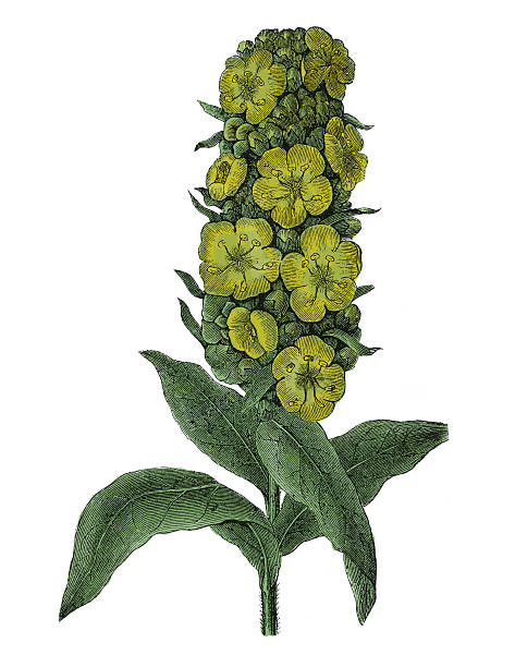 Verbascum Clip Art, Vector Images & Illustrations.