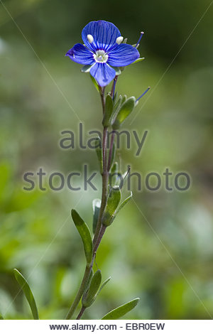 rock speedwell, Veronica fruticans Stock Photo, Royalty Free Image.