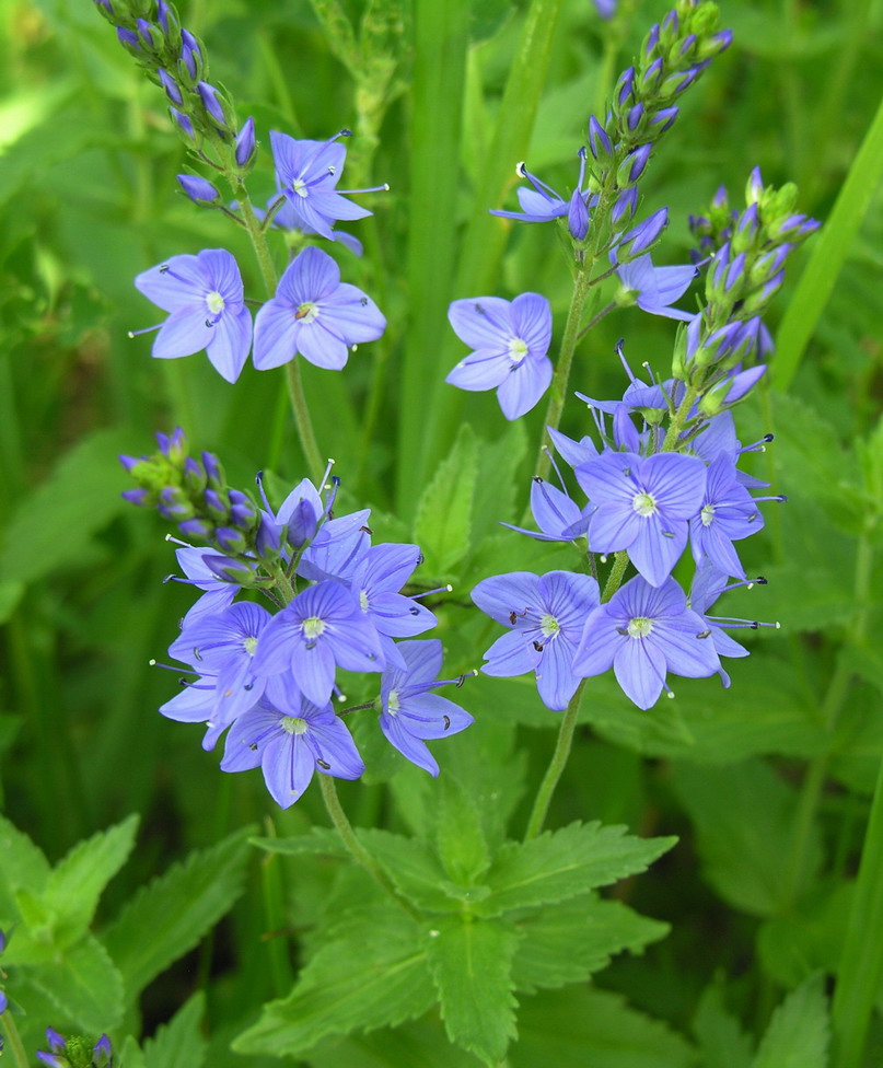 Veronica austriaca subsp. teucrium.