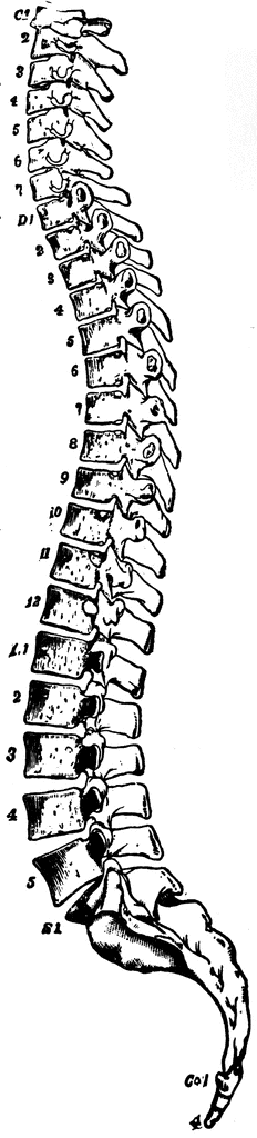 Spinal Column.