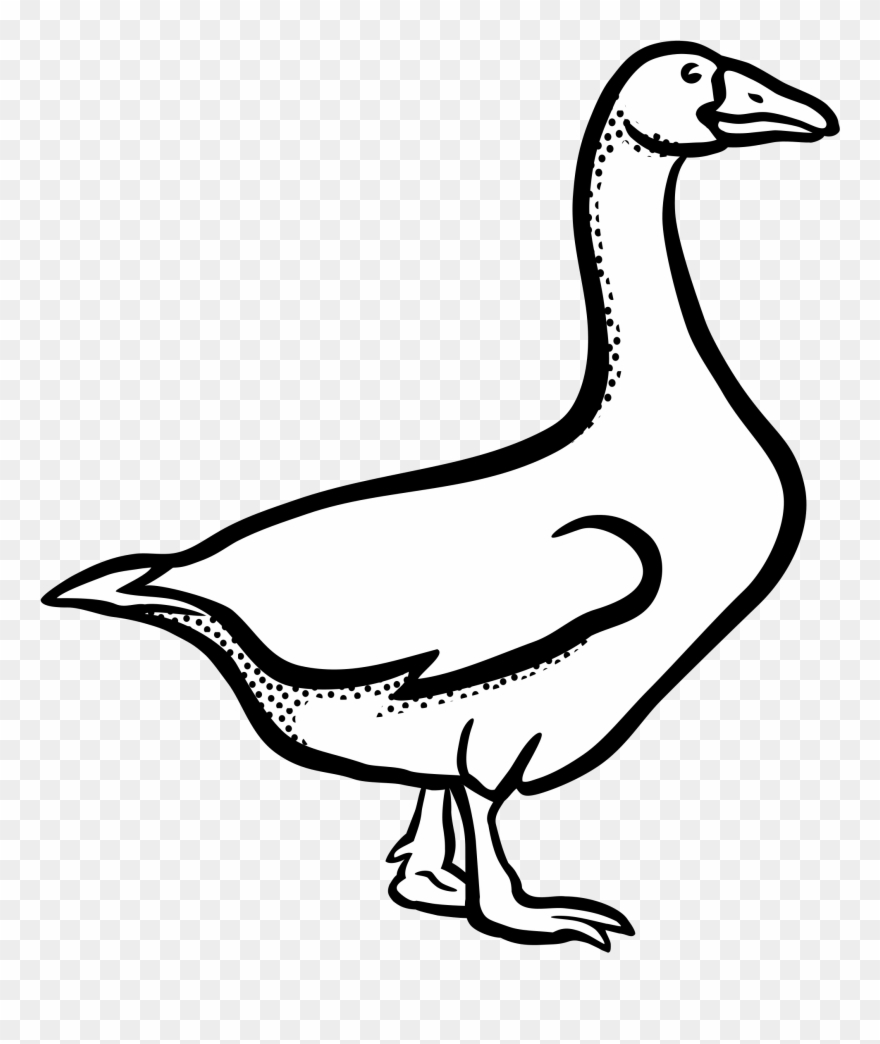 Canada Goose Mute Swan Bird Vertebrate.