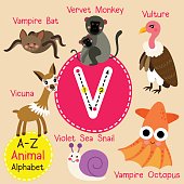 Vervet Monkey Clip Art, Vector Images & Illustrations.