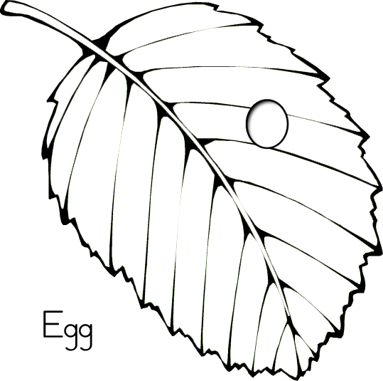 Caterpillar Egg Clipart.