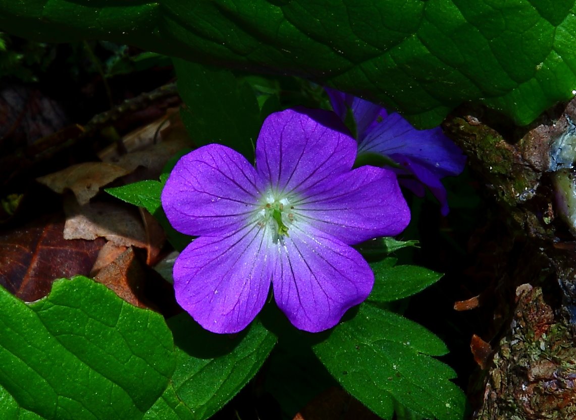 Растения фиолетового цвета названия и фото
