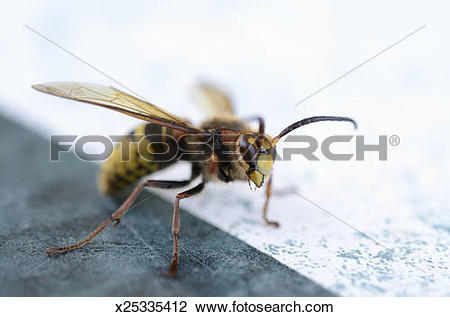 Stock Photo of Hornet (vespa crabro) on a table x25335412.