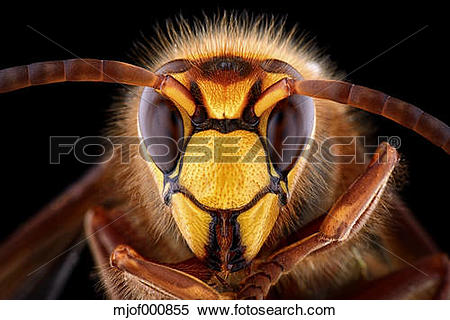 Stock Image of Portrait of European hornet, Vespa crabro.