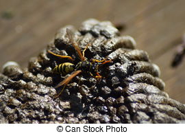 Stock Photography of Bees destroy the hostess of family cocoon.