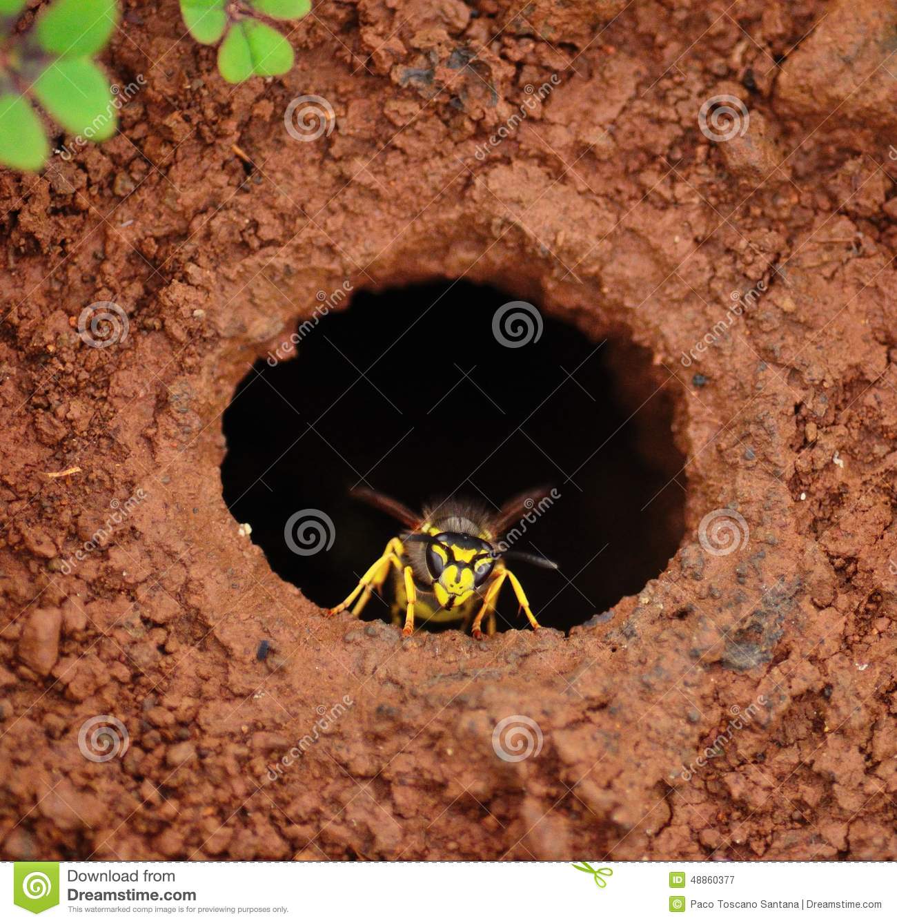 Wasp In The Exit Hole Of The Underground Nest Stock Photo.