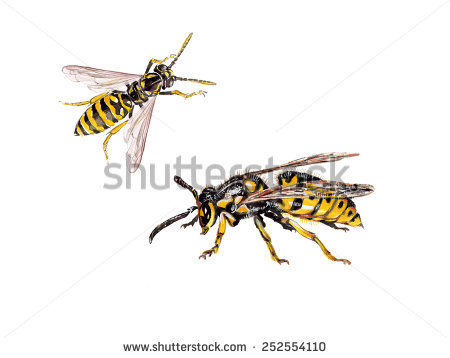 Vespula Germanica Stock Photos, Royalty.