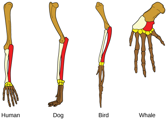 Evidence of Evolution.