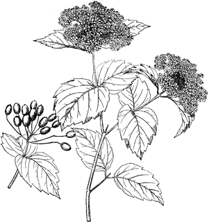 Viburnum Pubescens.