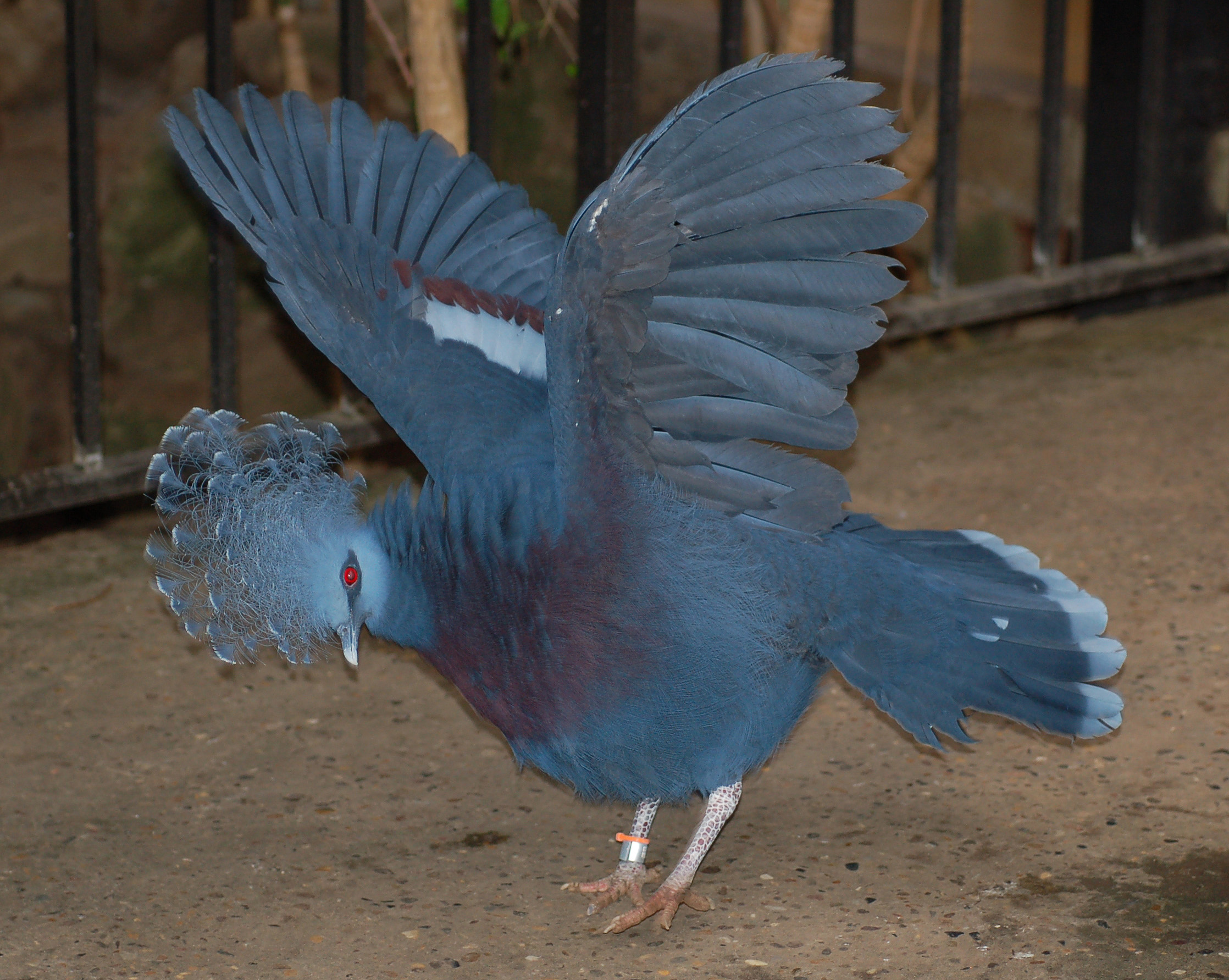 Victoria Crowned Pigeon on emaze.