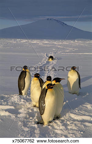 Stock Photo of Antarctica, Victoria Land, Cape Washington, emperor.