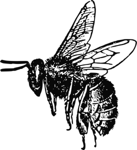 113 honey bee clip art free.