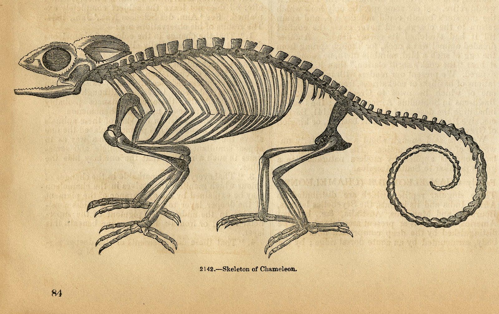 Image result for how draw lizard skeleton.