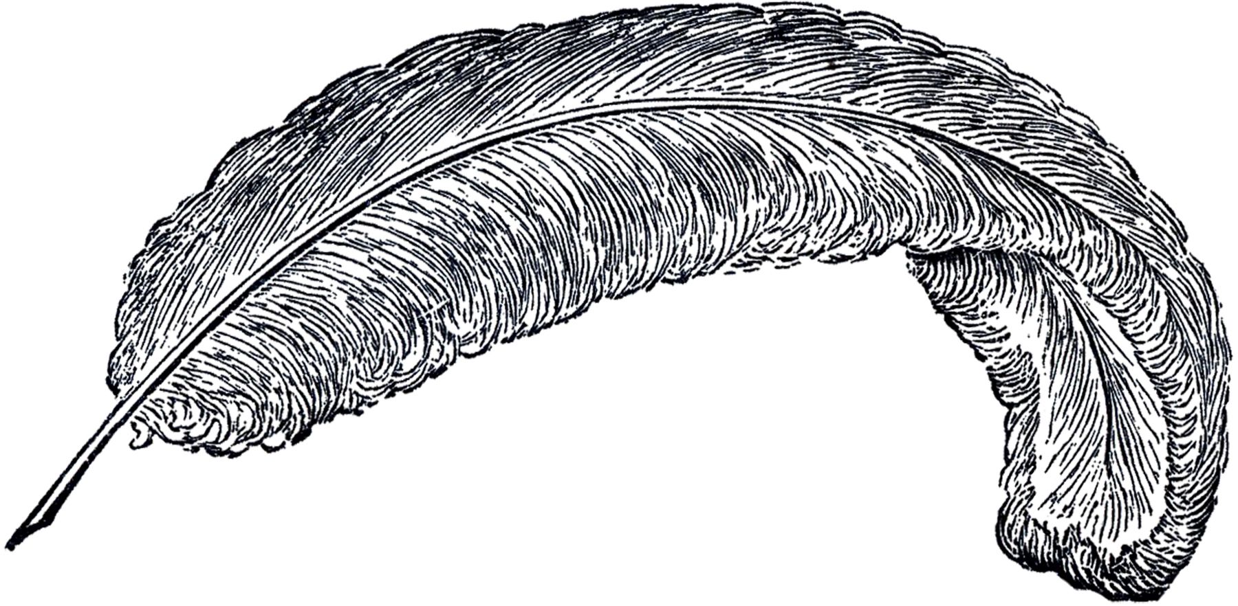Ostrich Feathers Clipart.