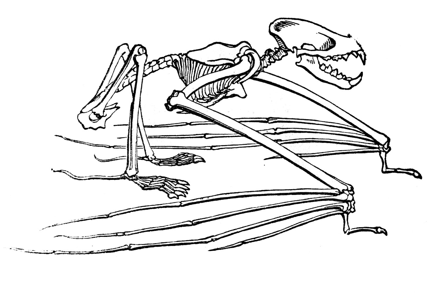 7 Halloween Animal Skeleton Clipart!.