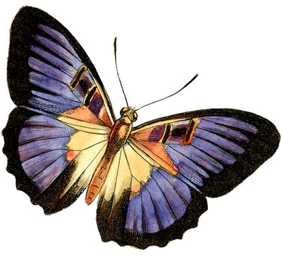 Vintage butterfly clip art.