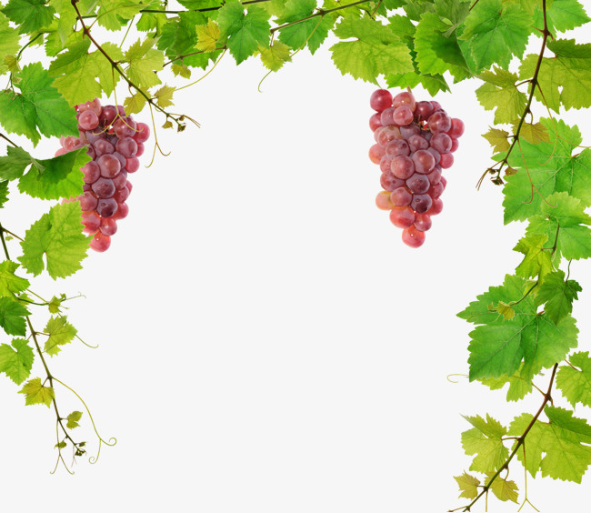 Grape Vine Png & Free Grape Vine.png Transparent Images.