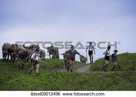 Stock Images of "Shepherds with a herd of cattle during the.