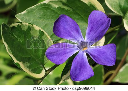 Stock Photo of Purple Vinca Major Flower with Varigated Foliage.