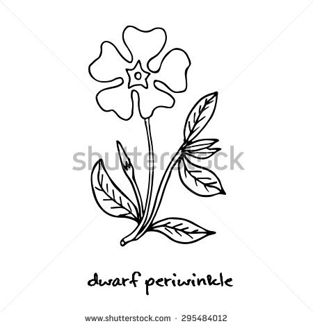 Dwarf Periwinkle, Or Vinca Minor, Vector Illustration.